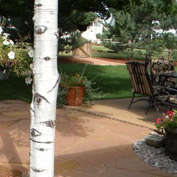Custom backyard landscaping