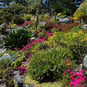 Xeriscaping service near me