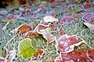 Taking Care of Your Landscape in Winter