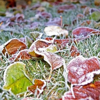 Fall cleanup landscaping service