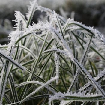 Winter landscaping