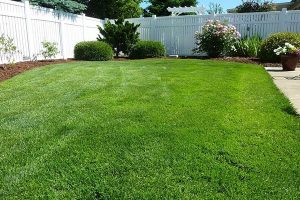 pic18 - Altitude Sprinkler & Landscape spring lawn care